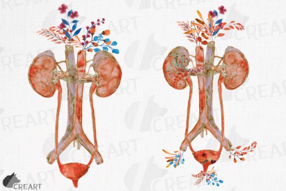 Anatomical Urinary Tract System Flower Graphics for Print Templates