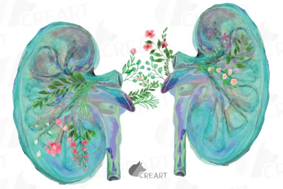 Floral Anatomical Kidney Graphics for Distinctive Print Templates
